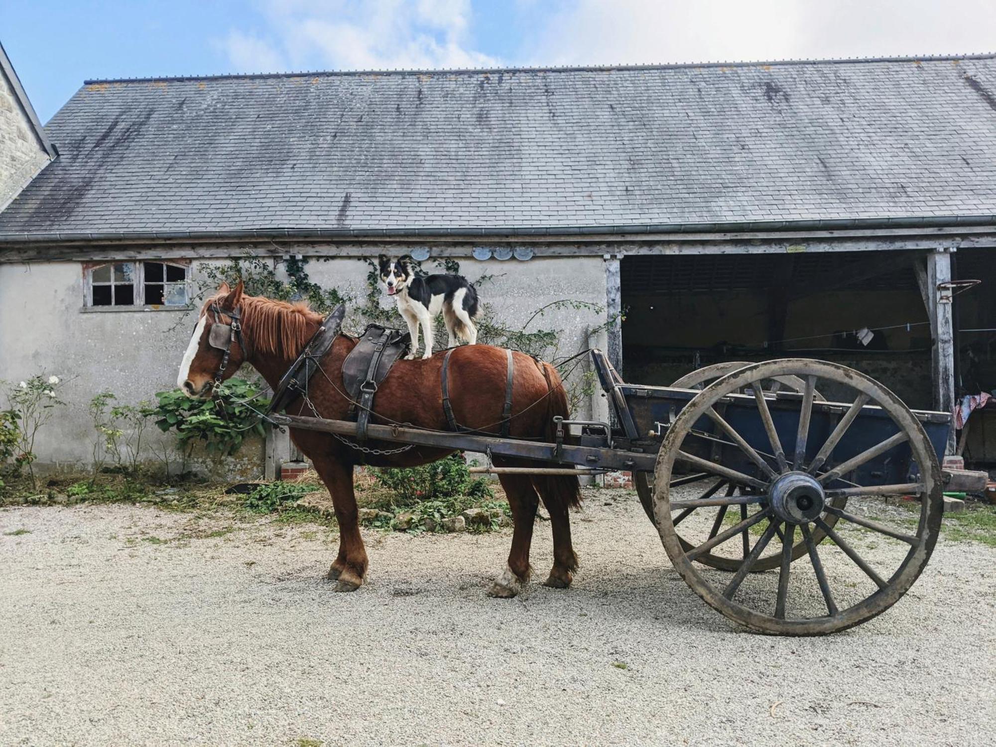 Ferme De Franqueville Sainte-Marie-du-Mont  Buitenkant foto